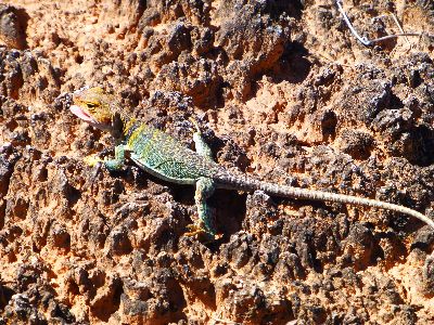 Collared Lizard and Cryptobiotic Soil